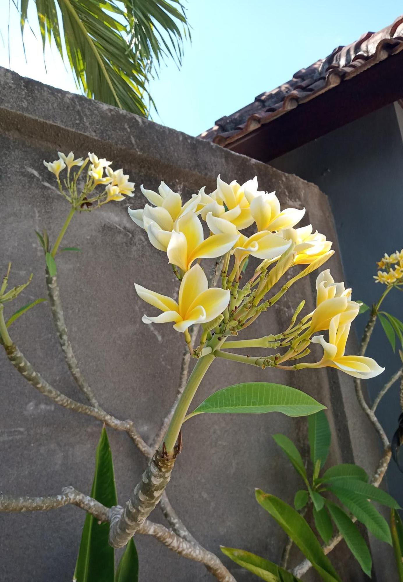 Parama Homestay Balangan Uluwatu Esterno foto