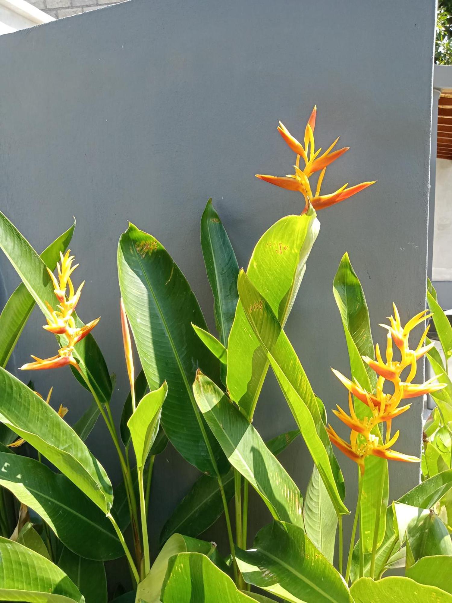 Parama Homestay Balangan Uluwatu Esterno foto